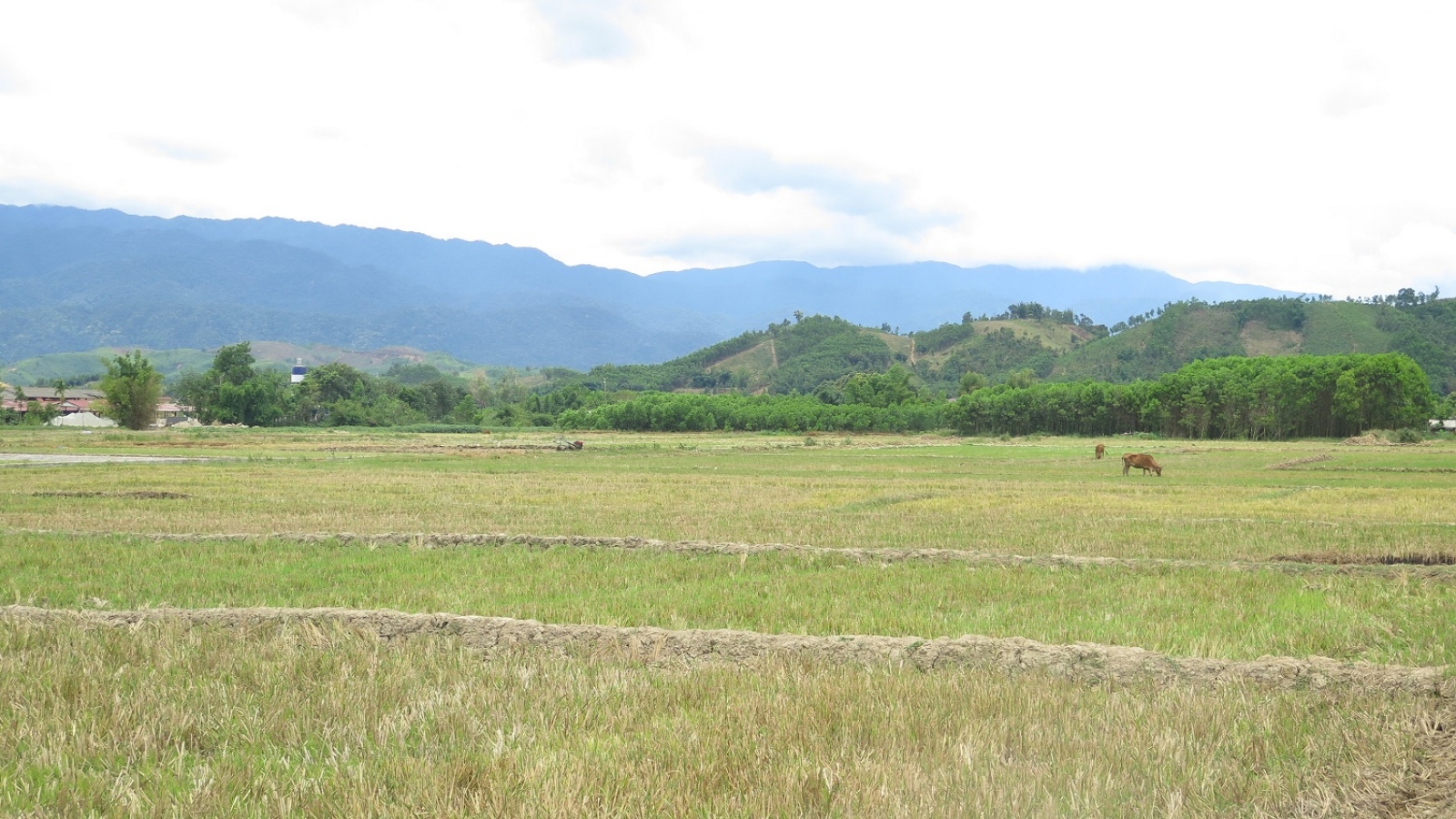Nhiều diện tích đất nông nghiệp ở Thừa Thiên Huế đang thiếu nước trầm trọng